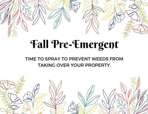 Pre- emergent for your weeds.