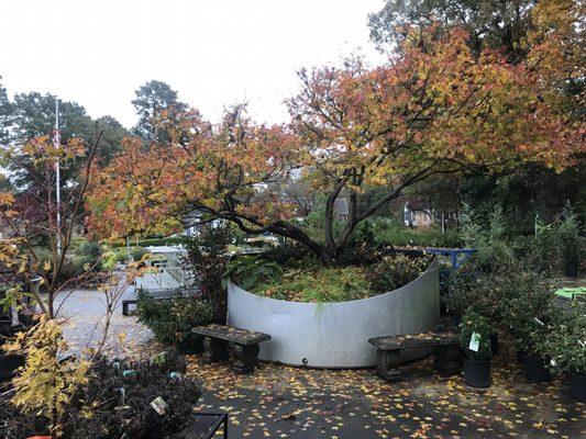 'Seiryu' Japanese maple at our shop in its fall glory.