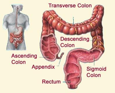 What a healthy colon looks like