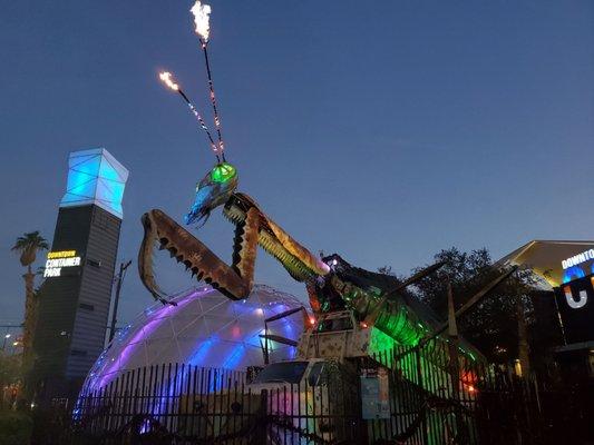 Mantis at night