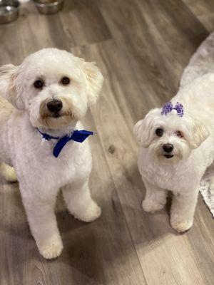 Benny and Bev groomed by Mr. Pet!