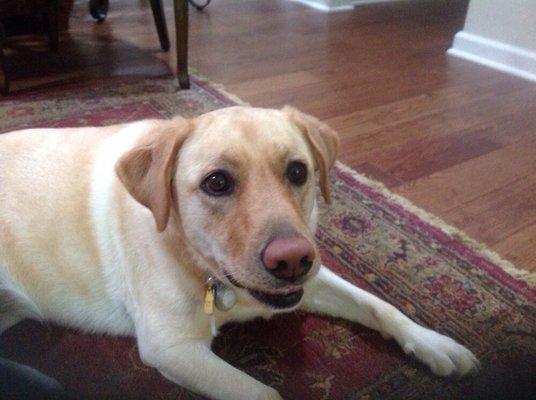 My Yellow lab Sophie