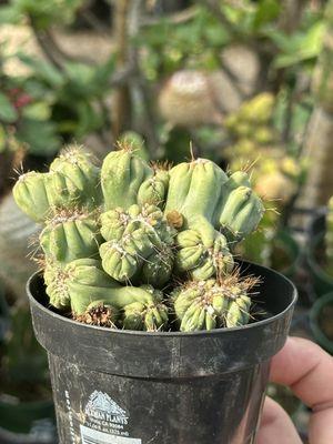 Nice little crested Myrtillocactus monstrose