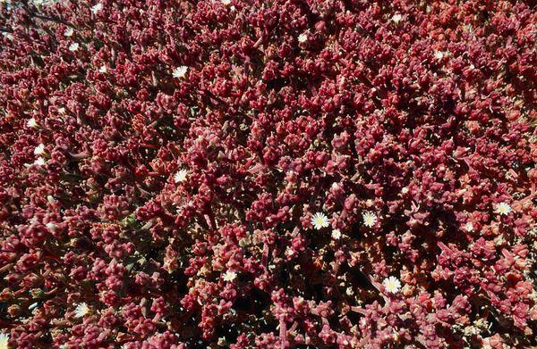 Close-up photograph of the pickleweed growing near Hayward Shoreline Interpretive Center. - - - Tom Brody