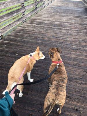 Crossing the bridge at this dog friendly park