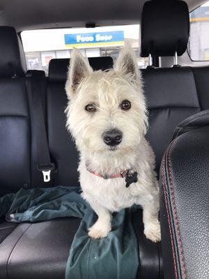 Lincoln being patience while I filled up the tank