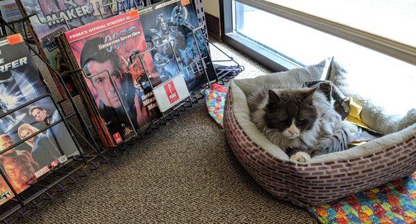 The Store Cat