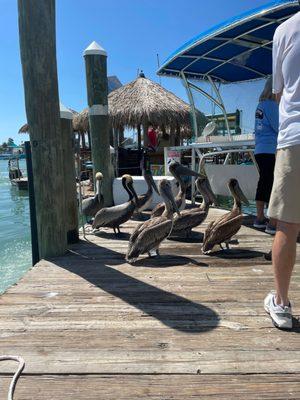 Pelicans waiting to be fed the scraps from filets