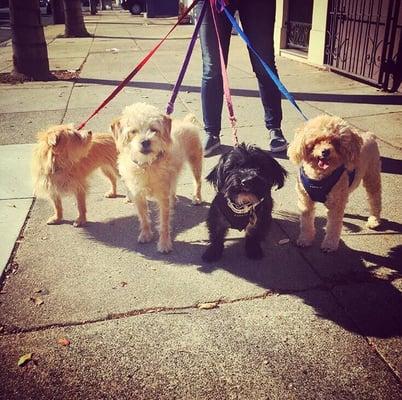 Instagram of Tully's small dog group