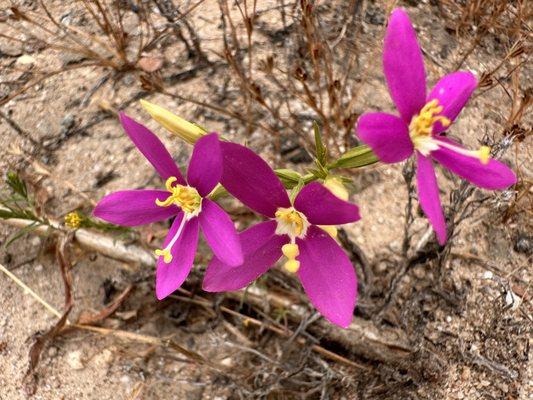 California Centaury