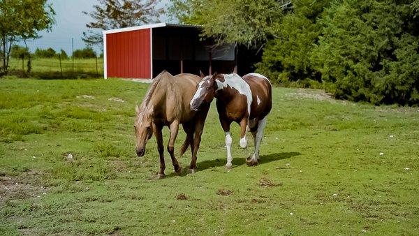 Equine therapy