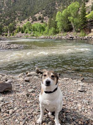 Bart enjoying the river