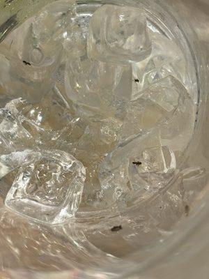 Ants in my iced coffee