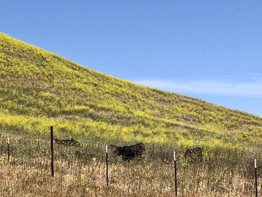 Cows grazing