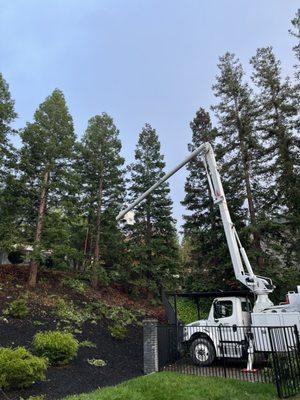 The crew is trimming the redwood when it was drizzling.