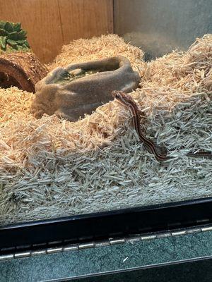 Baby corn snake