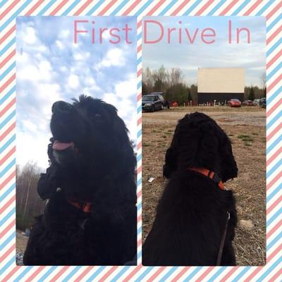 Dogs what the drive in