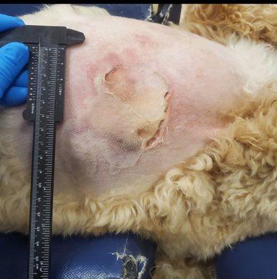 Thermal burn revealed 3 days after neutering procedure. This severe burn was hidden under his fluffy fur.