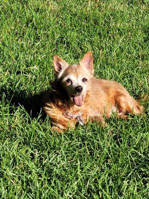 Country Brook Kennels