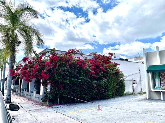 Our Beautiful Bougainvillea