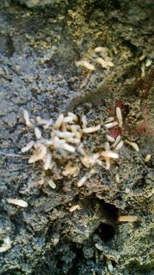 Termite Alates