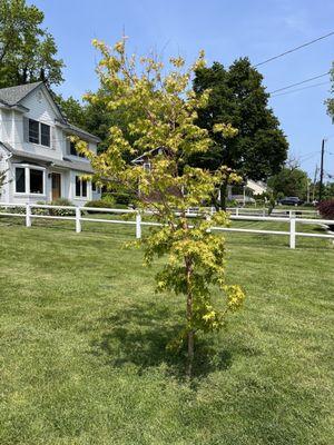 Picture of sickly tree