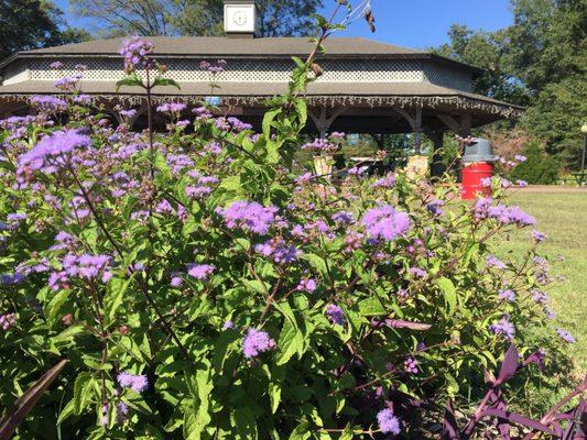 Purple mist flowers - pavilion and trash bin in the background