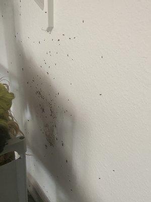 Roaches covering the wall behind my shelves.