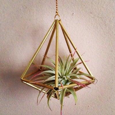 Purchase of the day: air plant + hanging base for $10