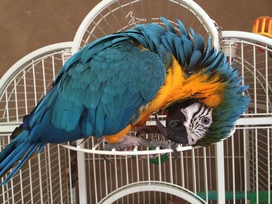 Lola is a Blue and Gold Macaw and is available for adoption. Visit www.mickaboo.org