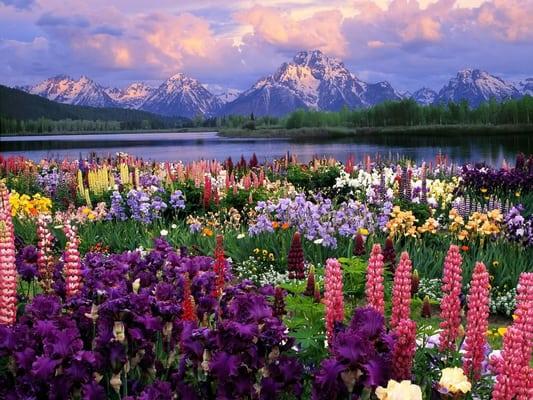 Glacier Park Flowers