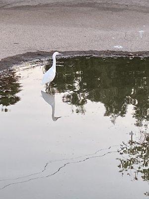 Snowy egret wading in the pond.