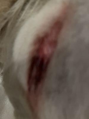 This is the wound on my dog!!