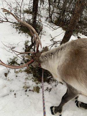 Reindeer snacking on plants