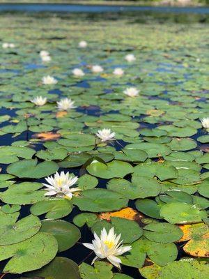 Water Lillies