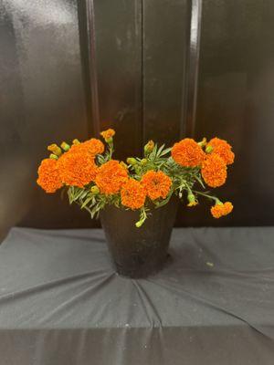 Why marigolds, or cempasúchil, are the iconic flower of Día de los Muertos, the festival