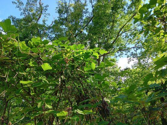 Thriving untreated kudzu.