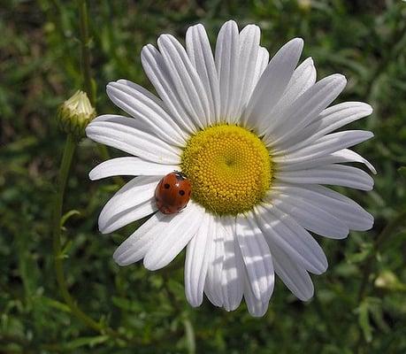 The Ladubug knows her flowers