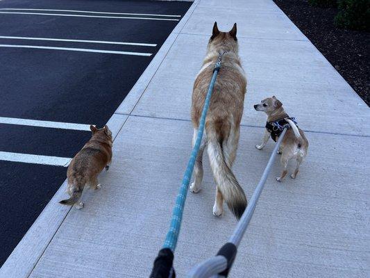 At home walking with his brothers!