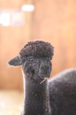 Alpaca