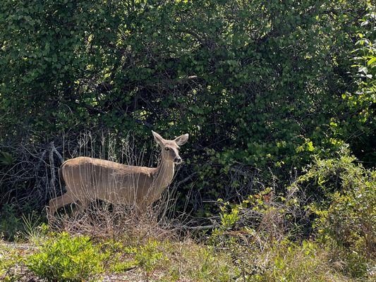 Coastal Deer