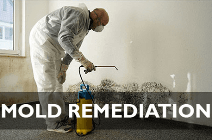 Mold Remediation Services