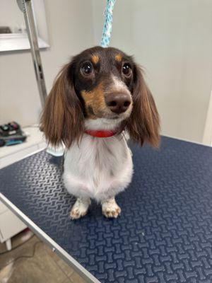 Meet Izzy!  Who could resist those sweet big puppy dog eyes and cute smile?