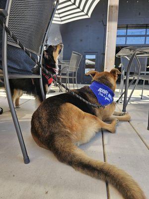 Dogs enjoying the outside seating.