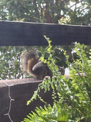 Keep your balcony closed or this little one will still your food