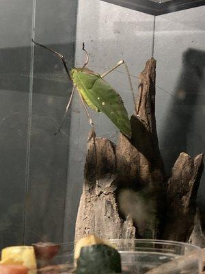 The biggest katydid we have ever seen - from S America I think