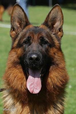 Von der Otto German Shepherd new German Import V Canon vom Heralmaborg.