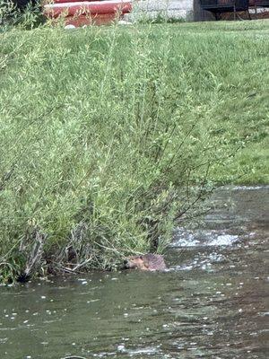 Beaver swims along