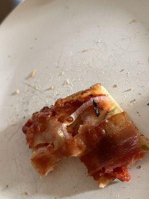 There was a decently sized bug baked into our pizza! How fun.