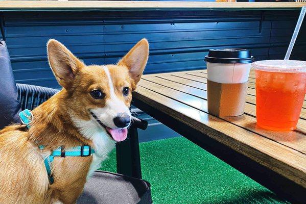 Dog-friendly restaurants in Springfield with food, coffee, and dog training and grooming